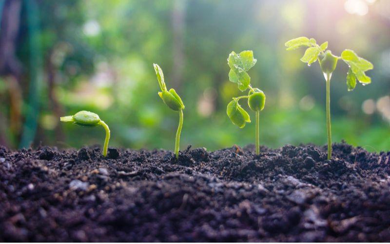 La Ecología del Suelo: Un Mundo a tus&nbsp;pies